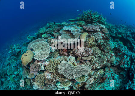 Sehr reiche expansive Acropora Korallen Tabellenfeld am äußeren Rand des Great Barrier Reef mit großer Sichtweite. Stockfoto