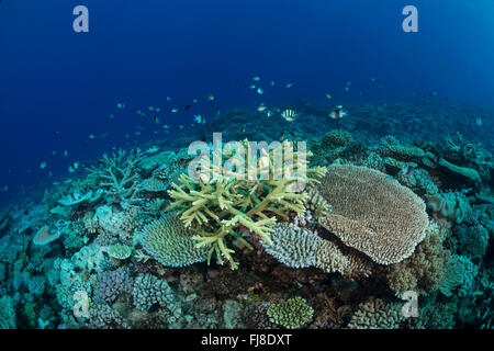 Sehr reiche expansive verzweigen und Tabelle Acropora Korallen Feld am äußeren Rand des Great Barrier Reef mit großer Sichtweite. Stockfoto