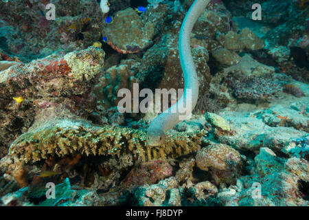 Olive Seeschlange oder die goldene Seeschlange (Aipysurus Laevis) in die GBR. Es ist eine giftige Seeschlange Arten im Indo-Pac Stockfoto