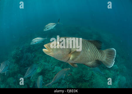 Erwachsene männliche Napoleon Lippfisch (Cheilinus Undulatus) im Riff Stockfoto