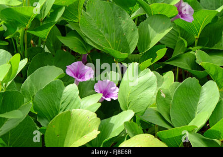 Beach-Morning-Glory oder Ziegenmilch Fuß Creeper (Ipomoea Pes-Caprae (L.) R.Br.) Thai traditionelle pflanzliche Arzneimittel. Stockfoto