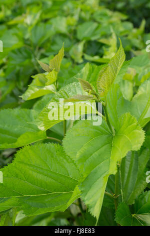 Maulbeerbaum Blatt bei Field, für Futtermittel Seidenraupe. Stockfoto