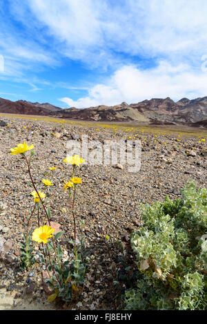 Gelbe Wüste Wildblumen Frisierumhangs neben Wüste Busch im Death Valley, Ca. Blue Sky, felsige Landschaft, Hügel. Stockfoto