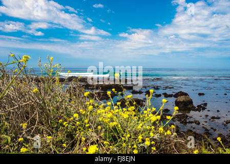 Gelbe Blüten über Aussehen Felsiger Strand mit Wellen, die ans Ufer unter blauem Himmel mit weißen Wolken. Stockfoto