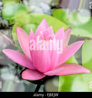 Rosa winterharte Seerose (Nymphaea SP. und Hybrid) blühen im Morgenlicht. Stockfoto