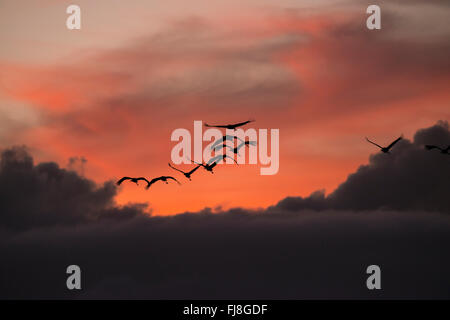 Australische Kraniche fliegen zu ihrem Schlafplatz Aufstellungsort bei Sonnenuntergang. Australien hat zwei Kräne, die Brolga Grus Rubicunda und seltener Stilicho Kran Grus Antigone. Die Brolga ist einzige Kran Neu-Guinea, Leben vor allem in der Trans-Fly Tiefland von Papua-Neu-Guinea und Irian Jaya, Indonesien. Obwohl Brolgas gelegentlich in der Torres Strait aufgezeichnet wurden, gibt es anscheinend keine regulären Migration oder Vermischung zwischen Neuguinea und Australien Brolgas. Der Usurpator Kran tritt in Indien, Südostasien und Australien. Genetische Studien deuten darauf hin, dass es mehr als 30.000 Jahre seit australischen Stilicho Krane Interbr ist Stockfoto