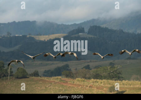 Stilicho Kraniche fliegen morgens aus Bromfield Sumpf. Australien hat zwei Kräne, die Brolga Grus Rubicunda und seltener Stilicho Kran Grus Antigone. Die Brolga ist einzige Kran Neu-Guinea, Leben vor allem in der Trans-Fly Tiefland von Papua-Neu-Guinea und Irian Jaya, Indonesien. Obwohl Brolgas gelegentlich in der Torres Strait aufgezeichnet wurden, gibt es anscheinend keine regulären Migration oder Vermischung zwischen Neuguinea und Australien Brolgas. Der Usurpator Kran tritt in Indien, Südostasien und Australien. Genetische Studien deuten darauf hin, dass es mehr als 30.000 Jahre seit australischen Stilicho Krane Interbre ist Stockfoto