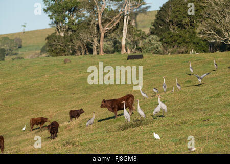 Krane bereit zu fliegen morgens aus Bromfield Sumpf. Australien hat zwei Kräne, die Brolga Grus Rubicunda und seltener Stilicho Kran Grus Antigone. Die Brolga ist einzige Kran Neu-Guinea, Leben vor allem in der Trans-Fly Tiefland von Papua-Neu-Guinea und Irian Jaya, Indonesien. Obwohl Brolgas gelegentlich in der Torres Strait aufgezeichnet wurden, gibt es anscheinend keine regulären Migration oder Vermischung zwischen Neuguinea und Australien Brolgas. Der Usurpator Kran tritt in Indien, Südostasien und Australien. Genetische Studien deuten darauf hin, dass es mehr als 30.000 Jahren seit australischen Stilicho Krane inter Stockfoto