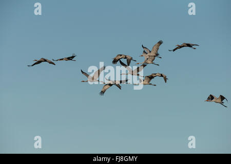 Australische Kraniche fliegen, landen oder Weiden auf landwirtschaftlichen Flächen der Atherton Tablelands. Australien hat zwei Kräne, die Brolga Grus Rubicunda und seltener Stilicho Kran Grus Antigone. Die Brolga ist einzige Kran Neu-Guinea, Leben vor allem in der Trans-Fly Tiefland von Papua-Neu-Guinea und Irian Jaya, Indonesien. Obwohl Brolgas gelegentlich in der Torres Strait aufgezeichnet wurden, gibt es anscheinend keine regulären Migration oder Vermischung zwischen Neuguinea und Australien Brolgas. Der Usurpator Kran tritt in Indien, Südostasien und Australien. Genetische Studien deuten darauf hin, dass es mehr als 30.000 Jahre ist Stockfoto