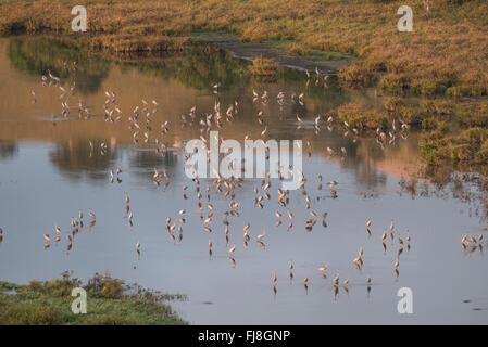 Kraniche am frühen Morgen in Bromfield Sumpf. Australien hat zwei Kräne, die Brolga Grus Rubicunda und seltener Stilicho Kran Grus Antigone. Die Brolga ist einzige Kran Neu-Guinea, Leben vor allem in der Trans-Fly Tiefland von Papua-Neu-Guinea und Irian Jaya, Indonesien. Obwohl Brolgas gelegentlich in der Torres Strait aufgezeichnet wurden, gibt es anscheinend keine regulären Migration oder Vermischung zwischen Neuguinea und Australien Brolgas. Der Usurpator Kran tritt in Indien, Südostasien und Australien. Genetische Studien deuten darauf hin, dass es mehr als 30.000 Jahren seit australischen Stilicho Krane mit Stilicho aus Neandertal- Stockfoto