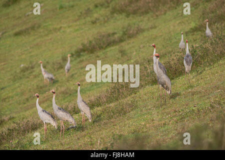 Stilicho Krane bereit zu fliegen morgens aus Bromfield Sumpf. Australien hat zwei Kräne, die Brolga Grus Rubicunda und seltener Stilicho Kran Grus Antigone. Die Brolga ist einzige Kran Neu-Guinea, Leben vor allem in der Trans-Fly Tiefland von Papua-Neu-Guinea und Irian Jaya, Indonesien. Obwohl Brolgas gelegentlich in der Torres Strait aufgezeichnet wurden, gibt es anscheinend keine regulären Migration oder Vermischung zwischen Neuguinea und Australien Brolgas. Der Usurpator Kran tritt in Indien, Südostasien und Australien. Genetische Studien deuten darauf hin, dass es mehr als 30.000 Jahre seit australischen Stilicho Krane ist Stockfoto