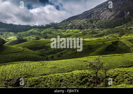 Teegarten Devikulam Hügeln, Idukki, Kerala, Indien, Asien Stockfoto