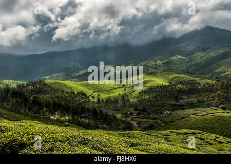 Teegarten Devikulam Hügeln, Idukki, Kerala, Indien, Asien Stockfoto