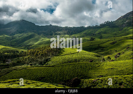 Teegarten Devikulam Hügeln, Idukki, Kerala, Indien, Asien Stockfoto