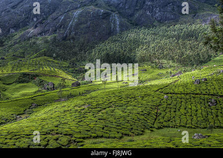 Teegarten Devikulam Hügeln, Idukki, Kerala, Indien, Asien Stockfoto