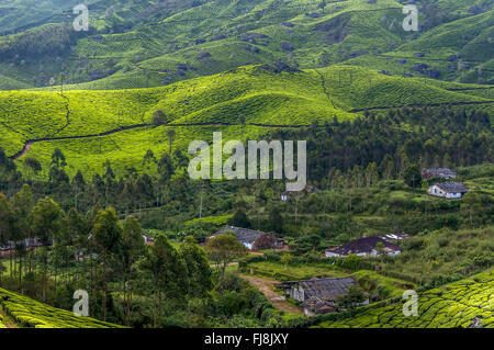 Teegarten Devikulam Hügeln, Idukki, Kerala, Indien, Asien Stockfoto