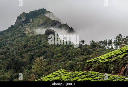 Teegarten Devikulam Hügeln, Idukki, Kerala, Indien, Asien Stockfoto