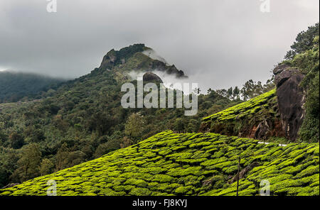 Teegarten Devikulam Hügeln, Idukki, Kerala, Indien, Asien Stockfoto