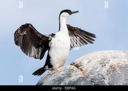 Imperial Shag (Phalacrocorax Atriceps) Erwachsenen stehen auf Felsen mit ausgebreiteten Flügeln Antarktis. Stockfoto