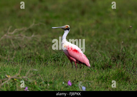 Rosige Löffler, Pantanal, Mato Grosso, Brasilien, Südamerika / (Ajaia Ajaja) Stockfoto