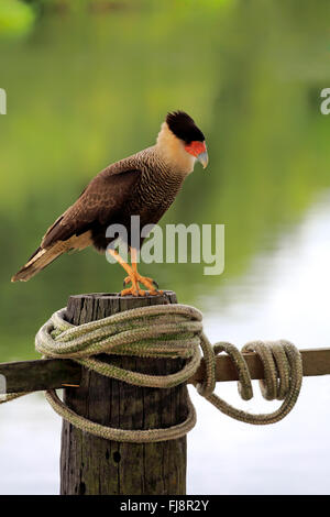 Crested Caracara, Pantanal, Mato Grosso, Brasilien, Südamerika / (Caracara Plancus) Stockfoto