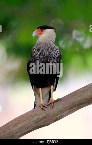 Crested Caracara, Pantanal, Mato Grosso, Brasilien, Südamerika / (Caracara Plancus) Stockfoto