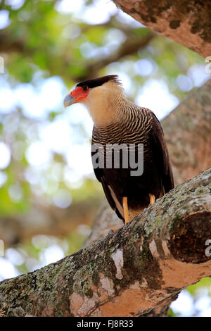 Crested Caracara, Pantanal, Mato Grosso, Brasilien, Südamerika / (Caracara Plancus) Stockfoto