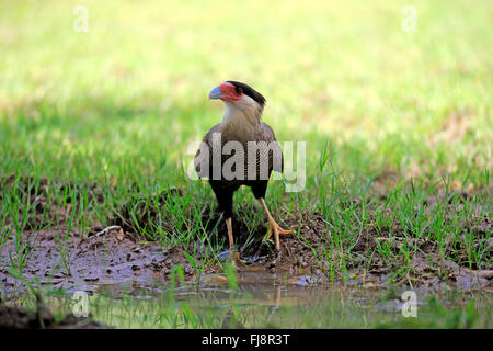 Crested Caracara, Erwachsener an Wasser, Pantanal, Mato Grosso, Brasilien, Südamerika / (Caracara Plancus) Stockfoto