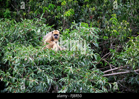 Schwarzen Brüllaffen, erwachsenes Weibchen am Baum, die auf der Suche nach Nahrung, Pantanal, Mato Grosso, Brasilien, Südamerika / (Alouatta Caraya) Stockfoto