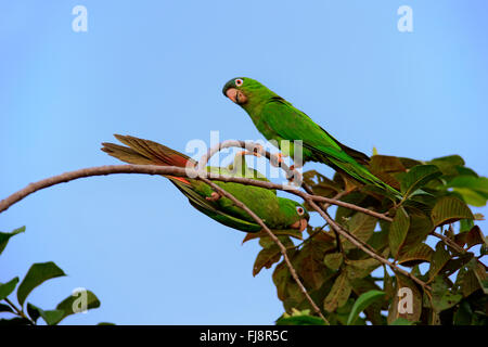 Blau-gekrönter Sittich, Pantanal, Mato Grosso, Brasilien, Südamerika / (Thectocercus Acuticaudatus) Stockfoto