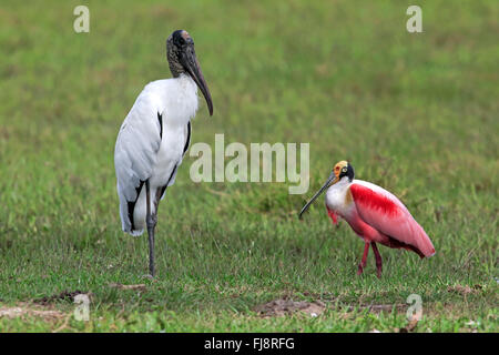 Holz-Storch, rosige Löffler, Pantanal, Mato Grosso, Brasilien, Südamerika / (Mycteria Americana), (Ajaia Ajaja) Stockfoto