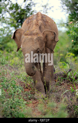 Sri Lankan Elefant, Asiatischer Elefant, jung, Udawalawe Nationalpark, Sri Lanka, Asien / (Elephas Maximus Maximus) Stockfoto