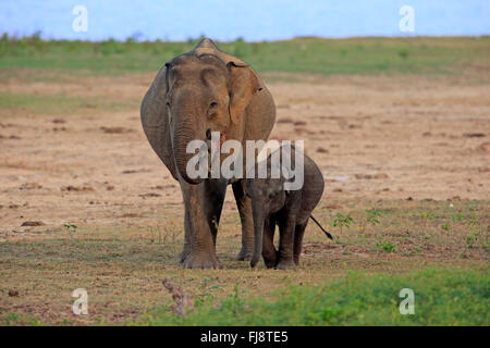 Sri Lankan Elefant, Asiatischer Elefant, Weibchen mit jungen, Yala Nationalpark, Sri Lanka, Asien / (Elephas Maximus Maximus) Stockfoto