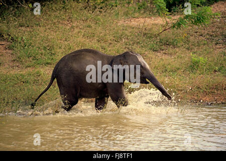 Sri Lankan Elefant, Asiatischer Elefant, junge planschen im Wasser, Yala Nationalpark, Sri Lanka, Asien / (Elephas Maximus Maximus) Stockfoto