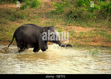 Sri Lankan Elefant, Asiatischer Elefant, junge planschen im Wasser, Yala Nationalpark, Sri Lanka, Asien / (Elephas Maximus Maximus) Stockfoto