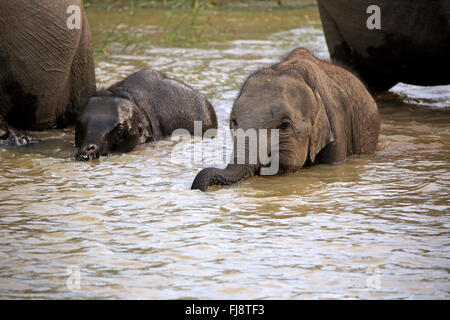 Sri Lankan Elefant, Asiatischer Elefant, junge im Wasser Baden, Yala Nationalpark, Sri Lanka, Asien / (Elephas Maximus Maximus) Stockfoto