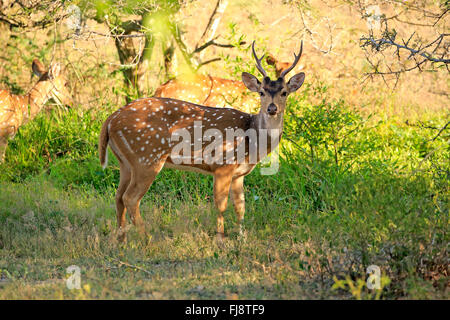 Gefleckte Rehe, Sri-lankische Axishirsche, Männchen, Yala Nationalpark, Sri Lanka, Asien / (Achse Achse Ceylonensis) Stockfoto