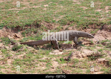 Bengal Monitor, Udawalawe Nationalpark, Sri Lanka, Asien / (Varanus Bengalensis) Stockfoto