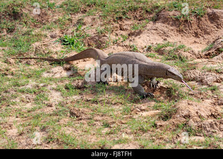 Bengal Monitor, Udawalawe Nationalpark, Sri Lanka, Asien / (Varanus Bengalensis) Stockfoto
