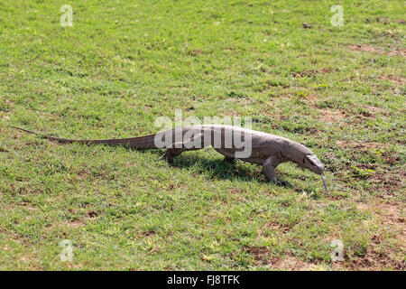 Bengal Monitor, Udawalawe Nationalpark, Sri Lanka, Asien / (Varanus Bengalensis) Stockfoto