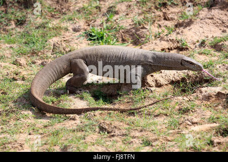 Bengal Monitor, Udawalawe Nationalpark, Sri Lanka, Asien / (Varanus Bengalensis) Stockfoto
