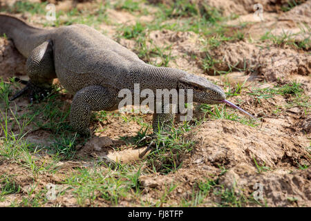Bengal Monitor, Udawalawe Nationalpark, Sri Lanka, Asien / (Varanus Bengalensis) Stockfoto