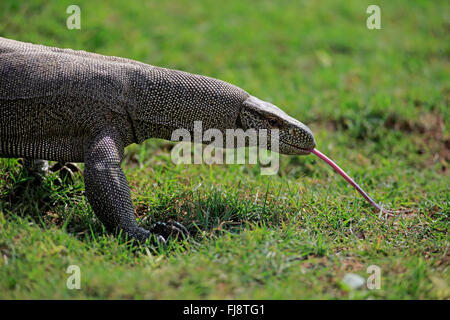 Bengal Monitor, Udawalawe Nationalpark, Sri Lanka, Asien / (Varanus Bengalensis) Stockfoto