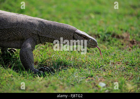 Bengal Monitor, Udawalawe Nationalpark, Sri Lanka, Asien / (Varanus Bengalensis) Stockfoto