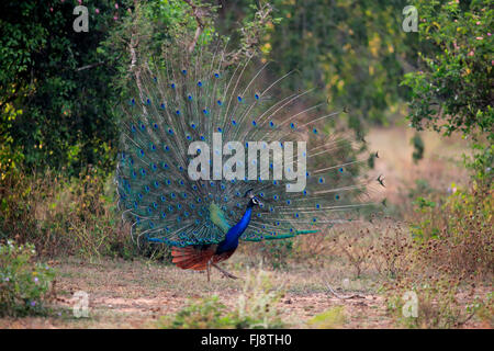 Indischen Pfauen, Männchen verteilt seinen Schweif, Balz, Bundala Nationalpark, Sri Lanka, Asien / (Pavo Cristatus) Stockfoto