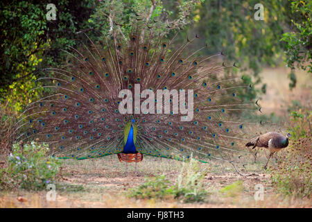 Indischen Pfauen, Männchen verteilt seinen Schweif, Balz, Bundala Nationalpark, Sri Lanka, Asien / (Pavo Cristatus) Stockfoto