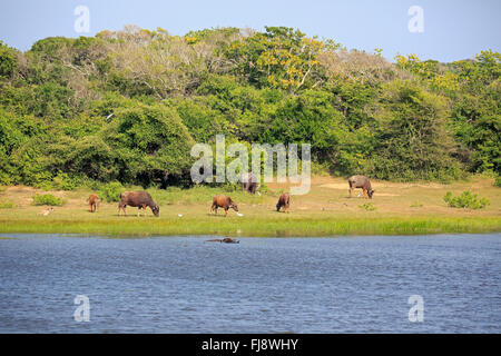 Wasserloch mit Wasserbüffel, Bundala Nationalpark, Sri Lanka, Asien Stockfoto