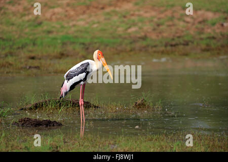 Malte Stork, Udawalawe Nationalpark, Sri Lanka, Asien / (Mycteria Leucocephala) Stockfoto