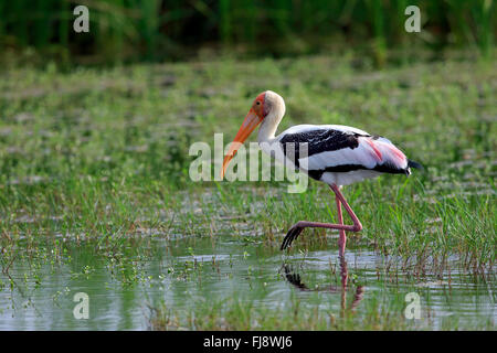 Malte Stork, Udawalawe Nationalpark, Sri Lanka, Asien / (Mycteria Leucocephala) Stockfoto