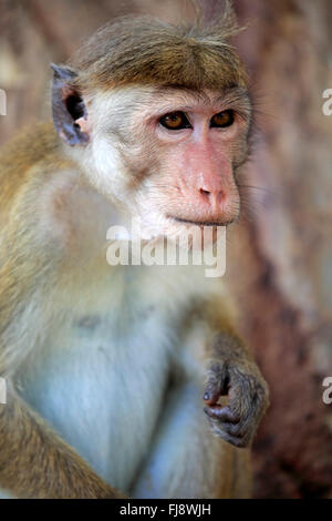 Red Monkey, Erwachsene Porträt, Yala Nationalpark, Sri Lanka, Asien / (Macaca Sinica) Stockfoto